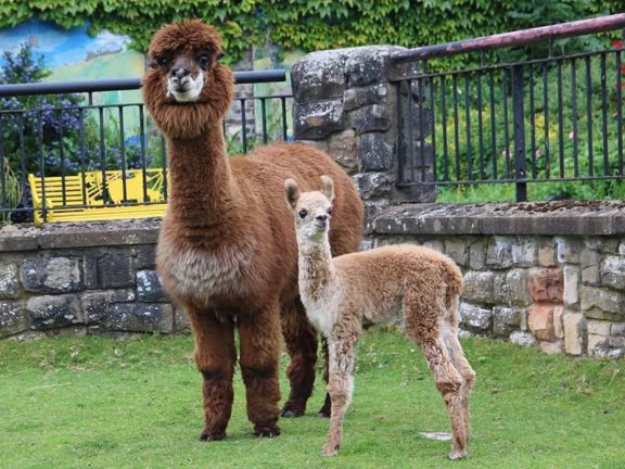 Llamas
